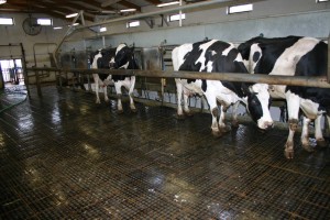 Milking plant anti-slipping floor